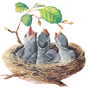 nestje jonge vogels