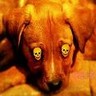 Dieren Honden Avatars 