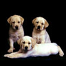 Dieren Honden Avatars 