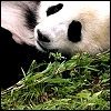 Dieren Panda Avatars 