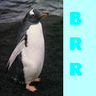 Dieren Pinguin Avatars 
