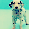 Dieren Puppy Avatars 