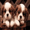 Dieren Puppy Avatars 