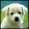 Dieren Puppy Avatars 