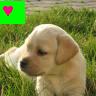 Dieren Puppy Avatars 