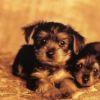 Dieren Puppy Avatars 2 Puppy Honden