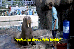 50-first-dates-T5bYSE.gif