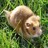 Dieren Hamsters Icon plaatjes 