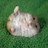 Dieren Hamsters Icon plaatjes 