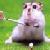 Dieren Hamsters Icon plaatjes 