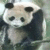 Dieren Panda Icon plaatjes 