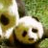 Dieren Panda Icon plaatjes 