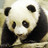 Dieren Panda Icon plaatjes 