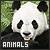 Dieren Panda Icon plaatjes 