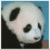 Dieren Panda Icon plaatjes 