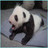 Dieren Panda Icon plaatjes 