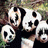 Dieren Panda Icon plaatjes 