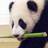 Dieren Panda Icon plaatjes 