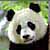 Dieren Panda Icon plaatjes 