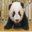 Dieren Panda Icon plaatjes 