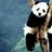 Dieren Panda Icon plaatjes 