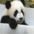 Dieren Panda Icon plaatjes 