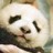 Dieren Panda Icon plaatjes 