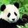 Dieren Panda Icon plaatjes 