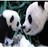 Dieren Panda Icon plaatjes 