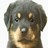 Dieren Puppy Icon plaatjes 