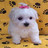 Dieren Puppy Icon plaatjes 