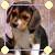 Dieren Puppy Icon plaatjes 