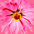 Bloemen Icons Icon plaatjes 