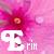 Bloemen Icons Icon plaatjes 