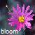 Bloemen Icons Icon plaatjes 