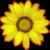 Bloemen Icons Icon plaatjes 