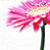 Bloemen Icons Icon plaatjes 