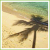 Icons Icon plaatjes Palm boom 