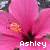 Icon plaatjes Naam icons Ashley 