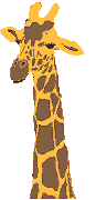 Giraffen Plaatjes Giraffe Kop