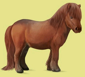 Paarden Plaatjes Shetlander Pony