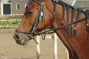 Paarden Plaatjes Bendong Een Lieve Pony.