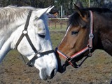 Paarden Plaatjes Paarden Die Ver Lieft Zijn Op Elkaar 