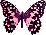Vlinders Plaatjes Roze En Zwarte Vlinder