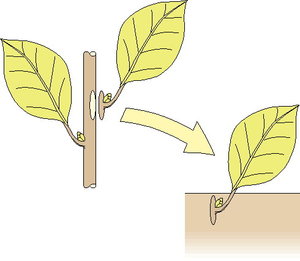 Cliparts Activiteiten Tuinieren 