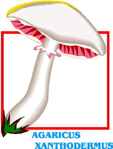 Cliparts Bloemen en planten Paddestoelen 