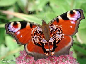 Dieren Vlinders Dieren plaatjes 