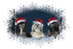 Plaatjes Kerst dieren Kerst Honden Kerstmuts