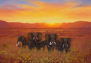 Plaatjes Landschappen Kudde Olifanten Ondergaande Zon